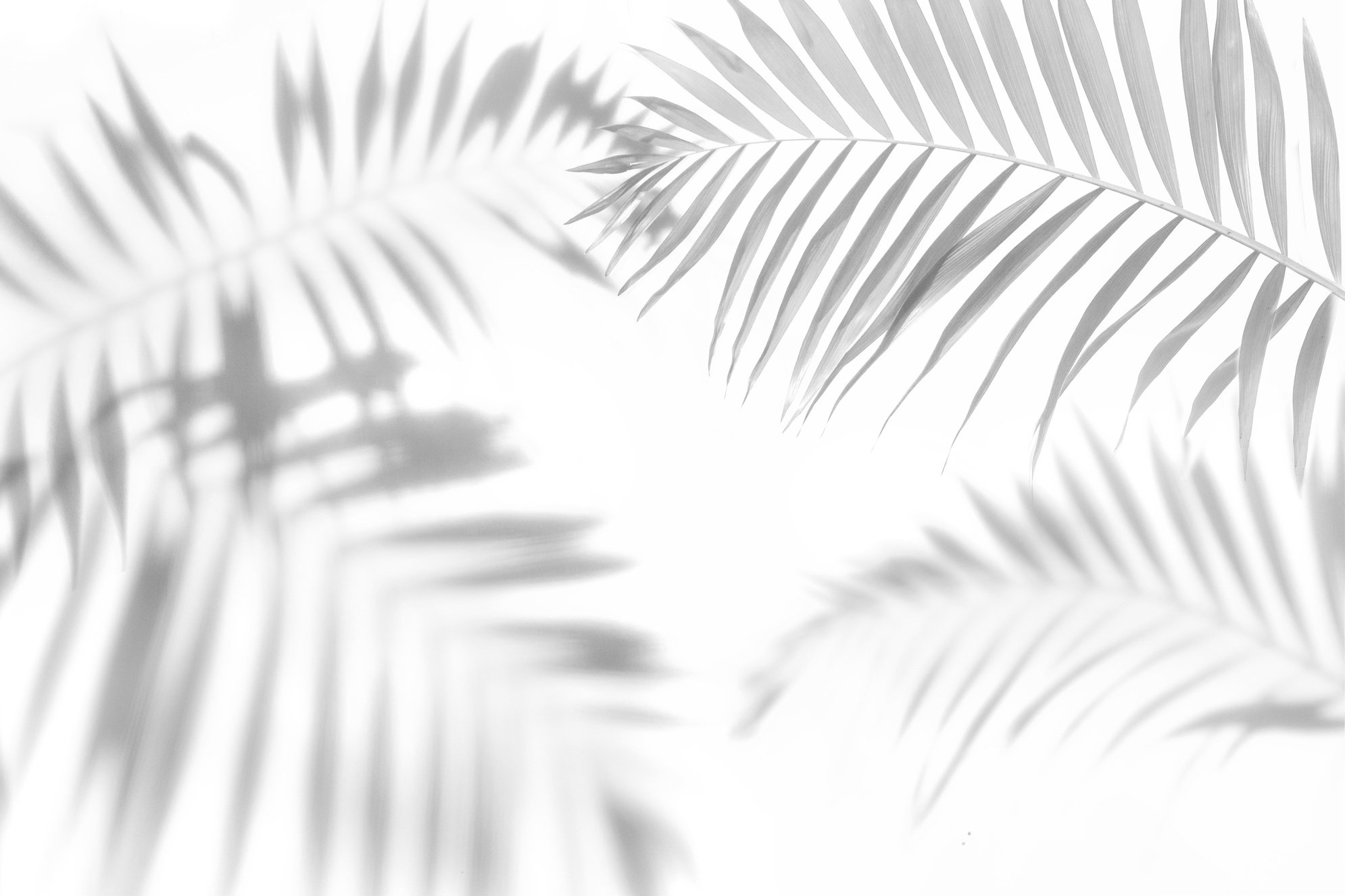 The shadow of the palm leaves black and white monochrome ima